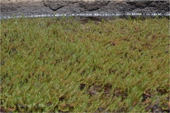 Myriophyllum oliganthum
